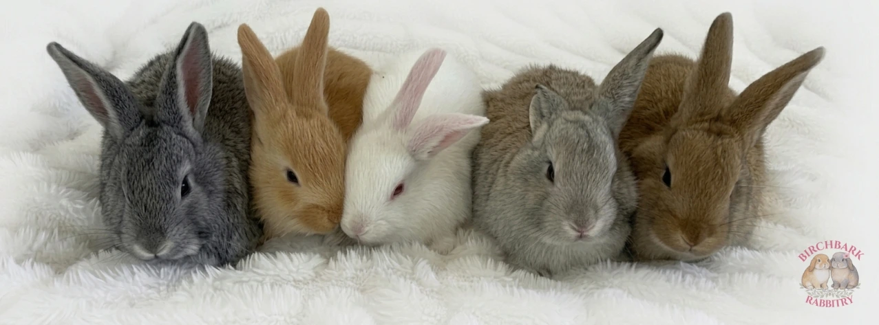 Birchbark Rabbitry — The Nanny Litter