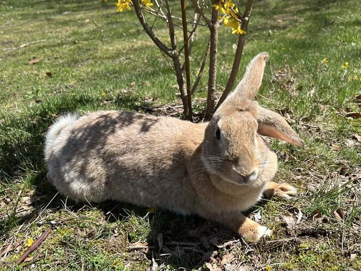 Caramel — Flemish Lop Mix Doe