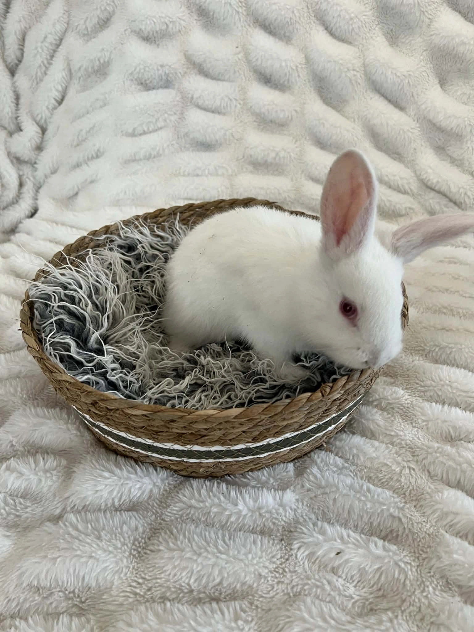 Sylvia