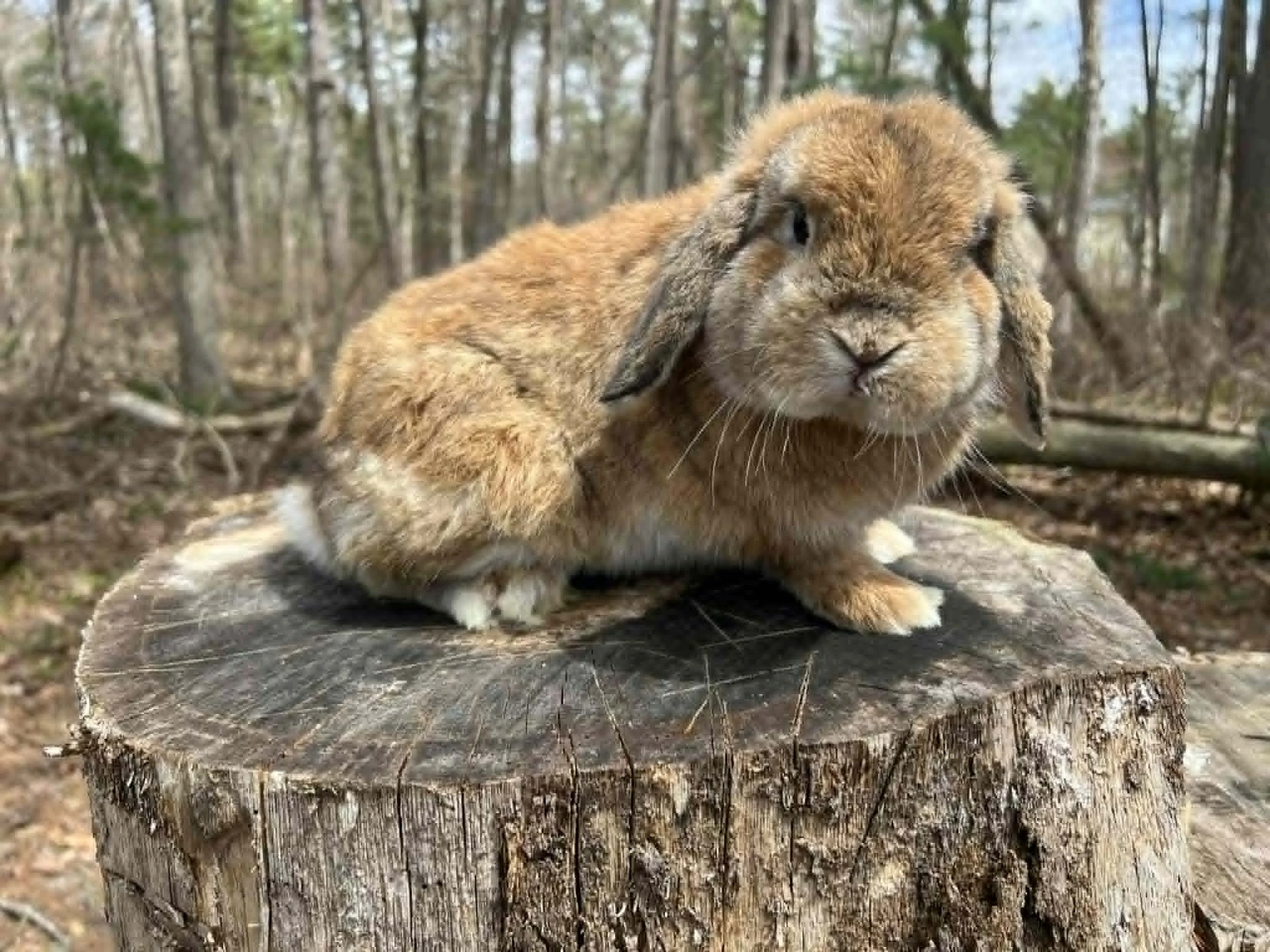 Cinnamon