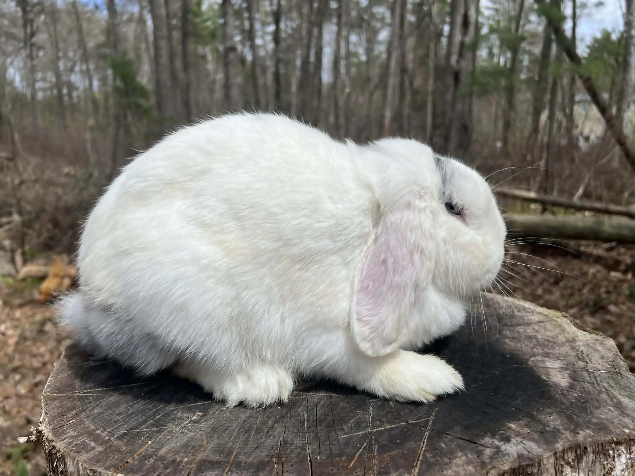 Clover — Mini Lop Doe
