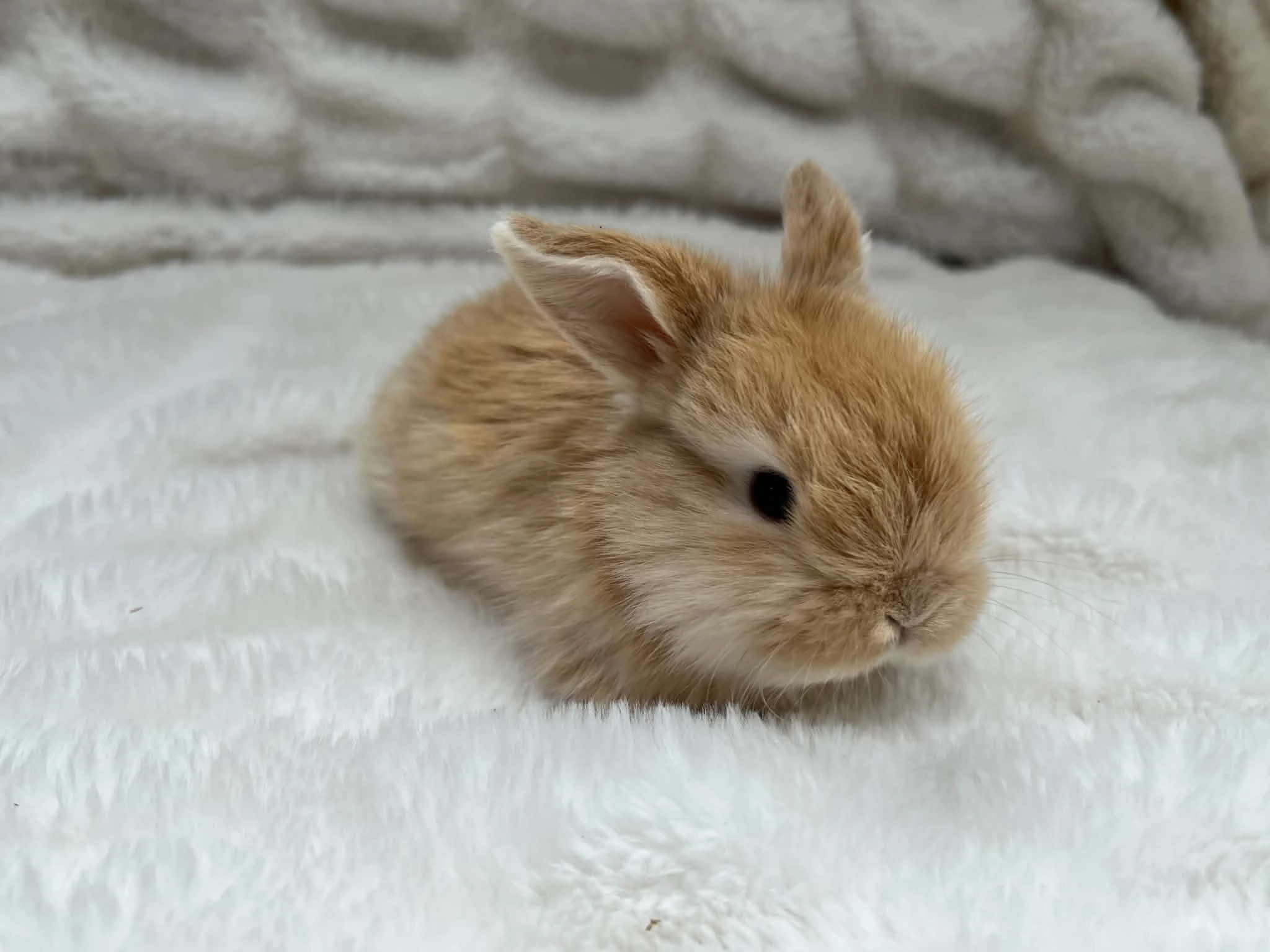Apollo