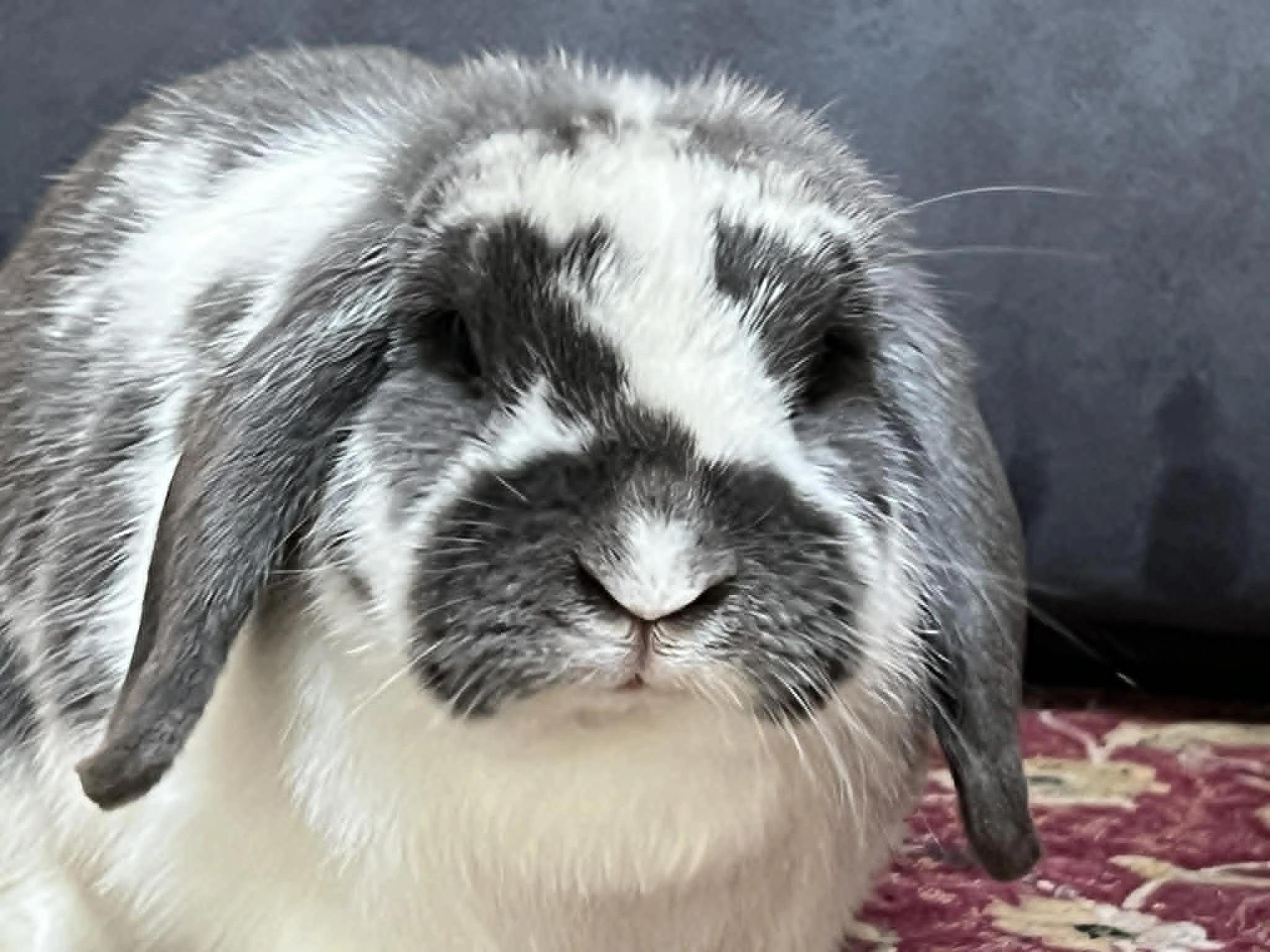 Mochi