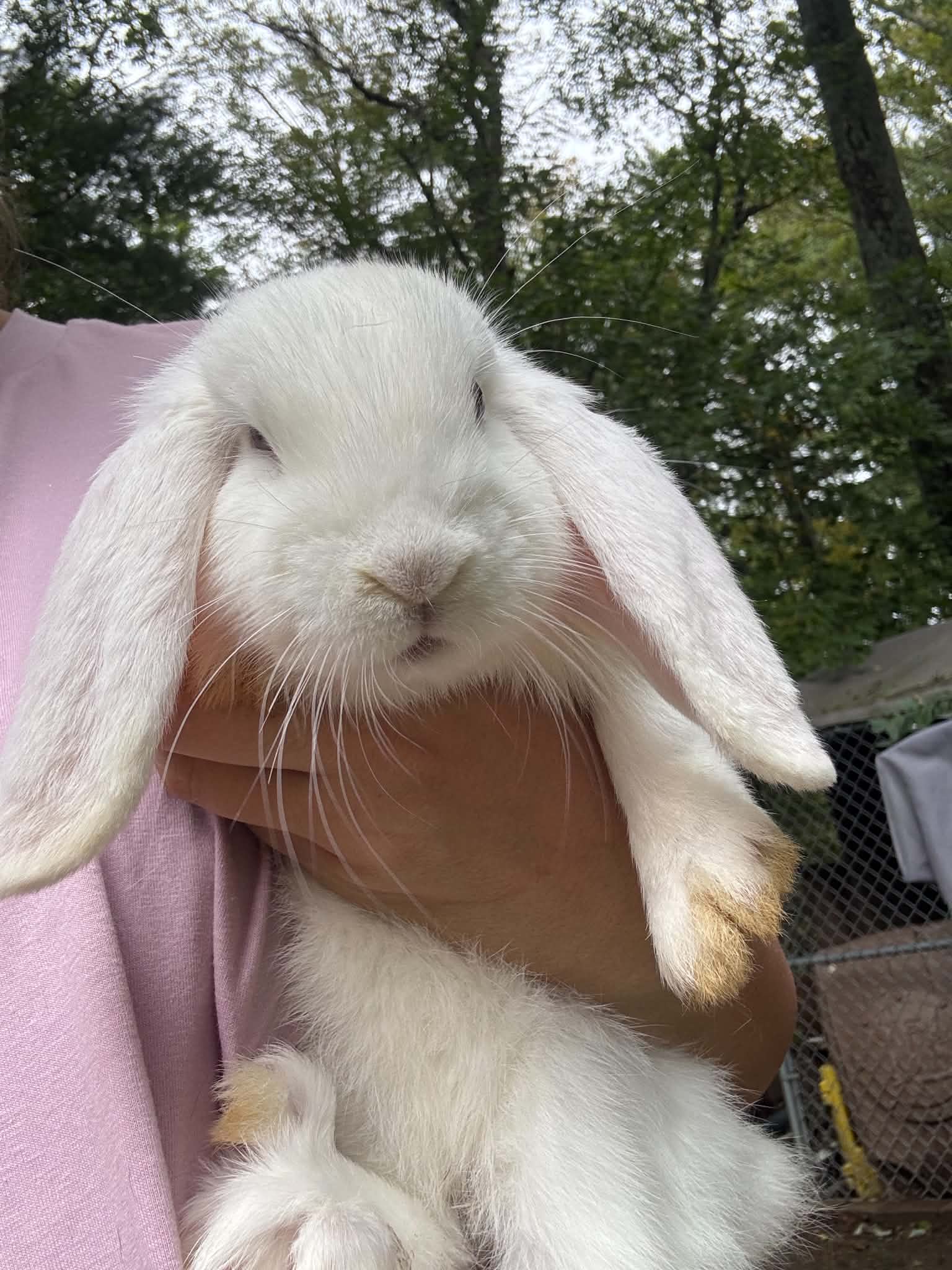 Pearl, Blue-Eyed White